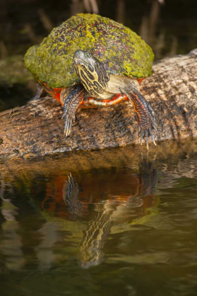 Florida Florida red-bellied turtle on log art print by Cathy and Gordon Illg for $57.95 CAD