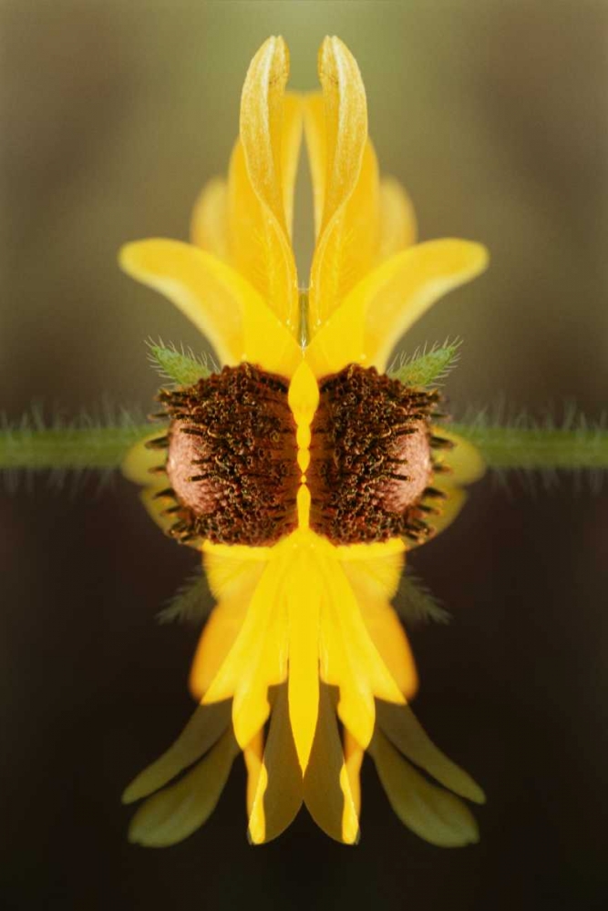 USA, Colorado, Boulder Sunflower montage art print by Marie Bush for $57.95 CAD
