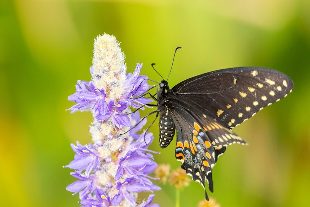 Florida-Orlando Wetlands Park Eastern black swallowtail butterfly on flower art print by Jaynes Gallery for $57.95 CAD