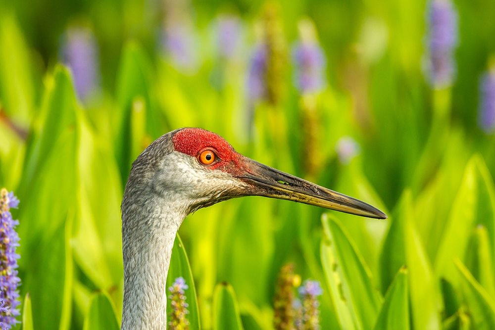Florida-Orlando Wetlands Park Sandhill crane adult in blooming pickerel weed art print by Jaynes Gallery for $57.95 CAD