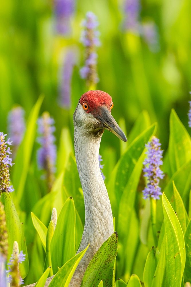 Florida-Orlando Wetlands Park Sandhill crane adult in blooming pickerel weed art print by Jaynes Gallery for $57.95 CAD