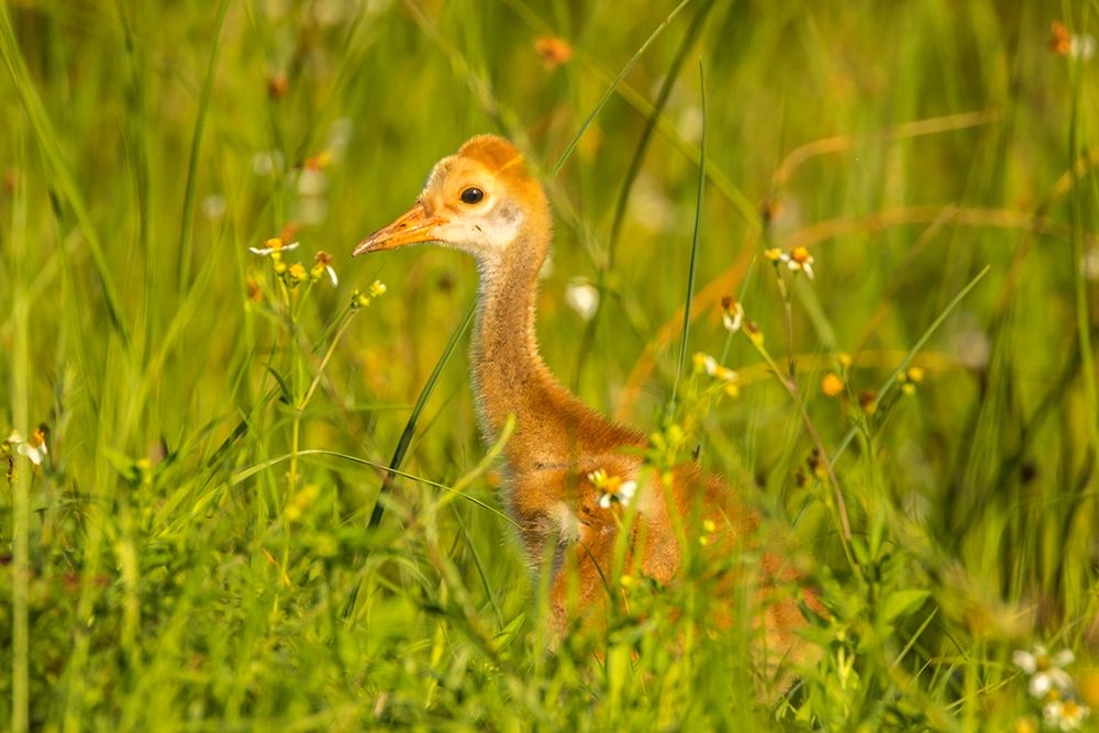 Florida-Orlando Wetlands Park Sandhill crane colt close-up art print by Jaynes Gallery for $57.95 CAD