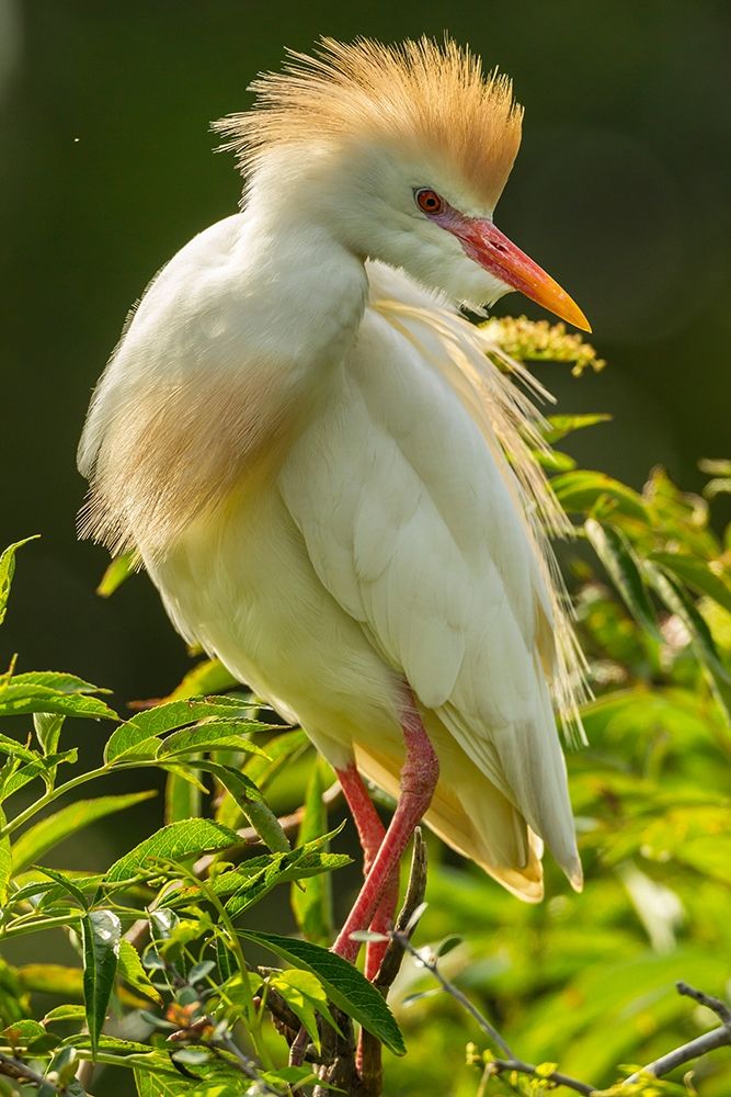 Florida-Anastasia Island Cattle egret in breeding plumage art print by Jaynes Gallery for $57.95 CAD
