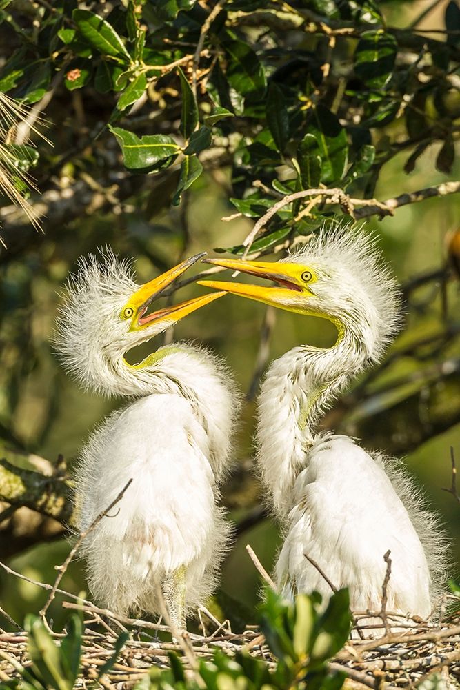 Florida-Anastasia Island-Alligator Farm Great egret chicks on nest art print by Jaynes Gallery for $57.95 CAD