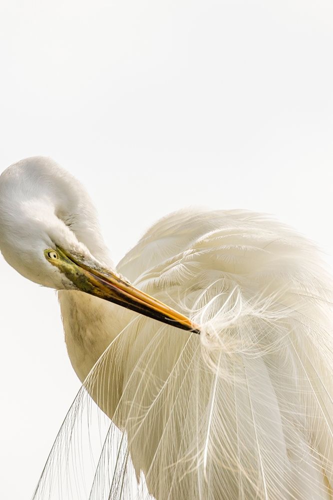 Florida-Anastasia Island-Alligator Farm Great egret preening his breeding plumage art print by Jaynes Gallery for $57.95 CAD