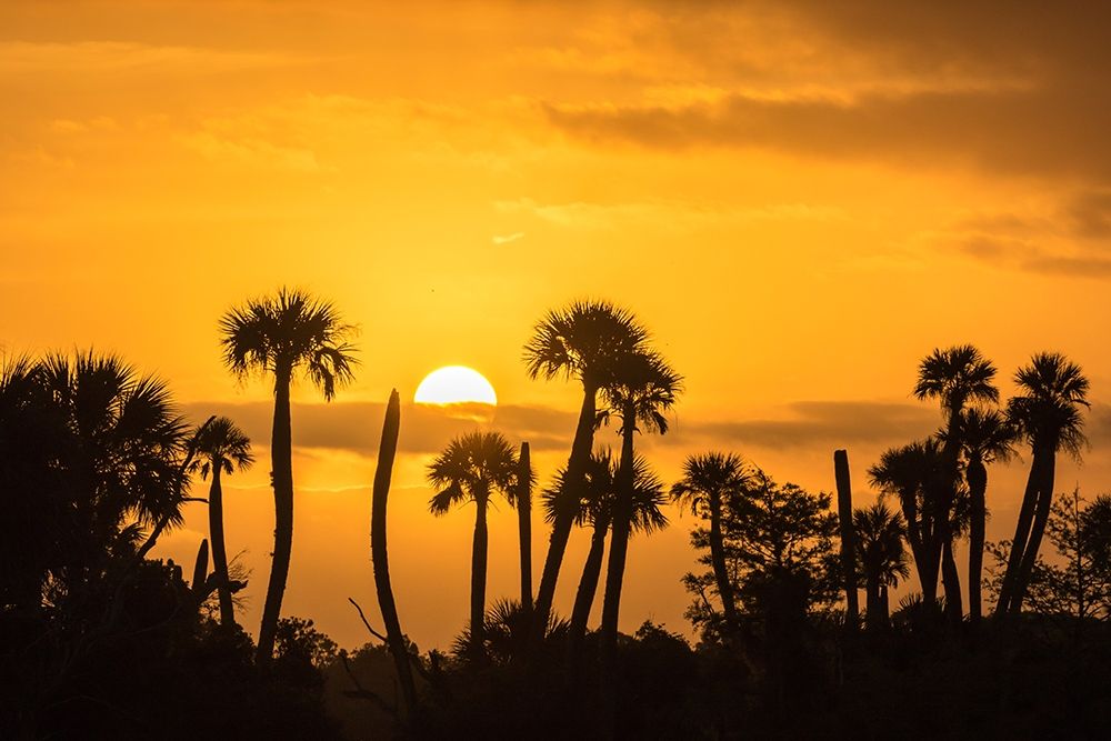 Florida-Orlando Wetlands Park Palm trees silhouetted at sunrise art print by Jaynes Gallery for $57.95 CAD