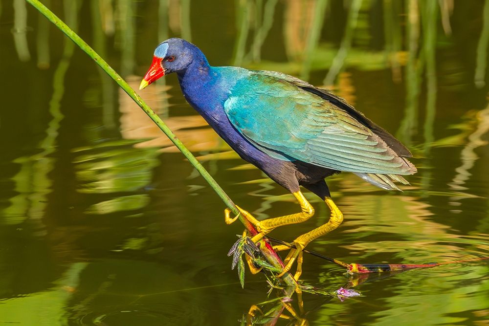 Florida-Wakodahatchee Wetlands Purple gallinule foraging for nesting material art print by Jaynes Gallery for $57.95 CAD