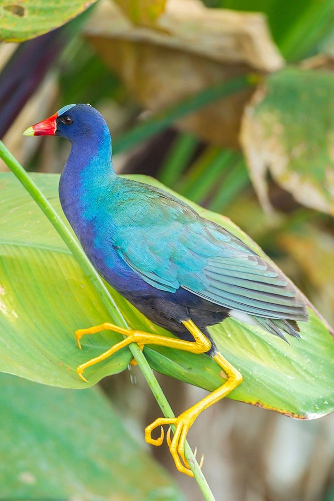 Florida-Wakodahatchee Wetlands Purple gallinule close-up art print by Jaynes Gallery for $57.95 CAD