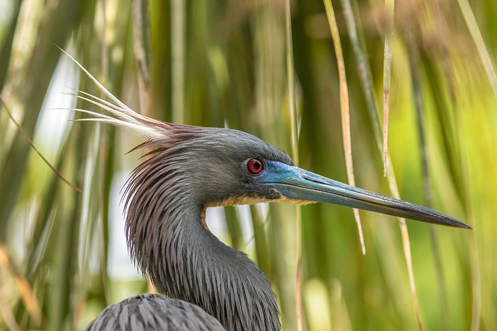 Florida-Anastasia Island-Alligator Farm Tri-colored heron in breeding plumage art print by Jaynes Gallery for $57.95 CAD