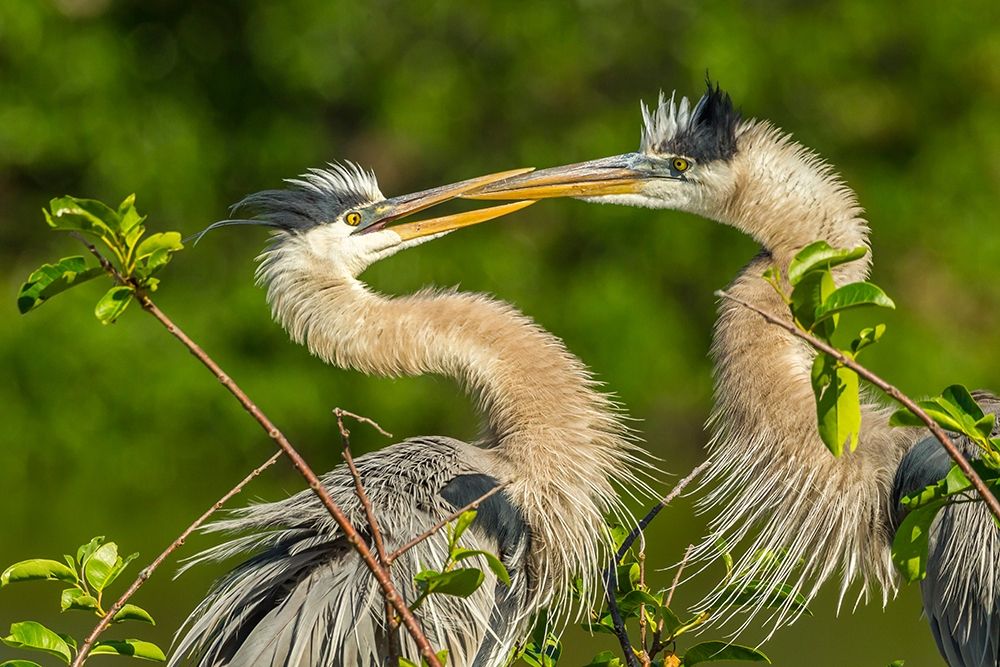 Florida-Wakodahatchee Wetlands Great blue herons in mating behavior art print by Jaynes Gallery for $57.95 CAD