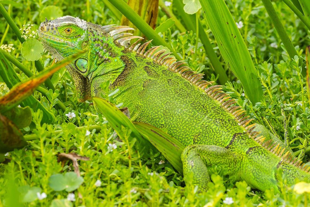 Florida-Wakodahatchee Wetlands Green iguana close-up art print by Jaynes Gallery for $57.95 CAD