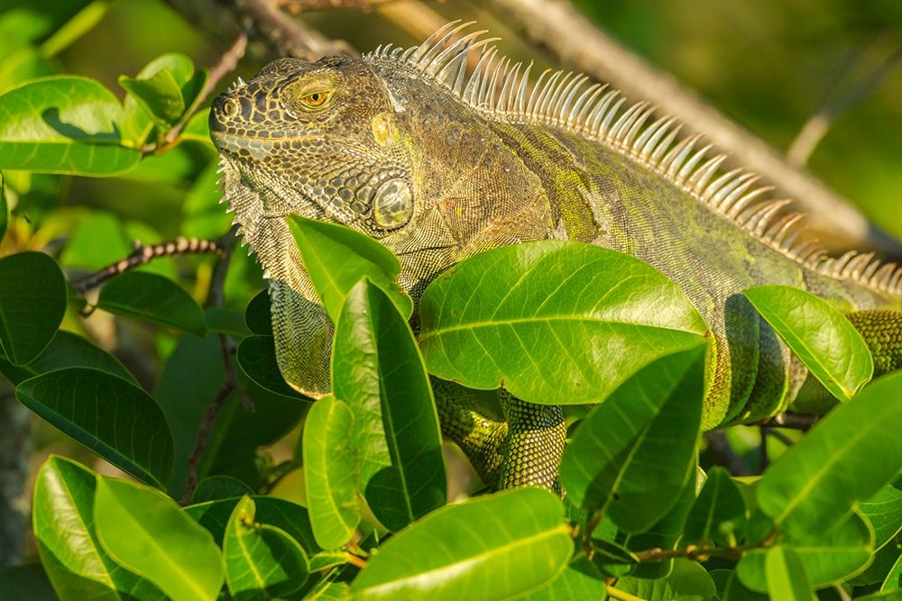 Florida-Wakodahatchee Wetlands Green iguana close-up art print by Jaynes Gallery for $57.95 CAD