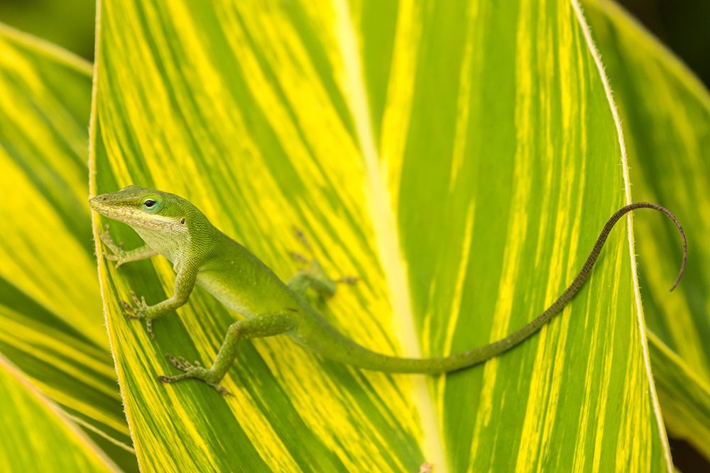 Florida-Anastasia Island-Alligator Farm Green anole on leaf art print by Jaynes Gallery for $57.95 CAD