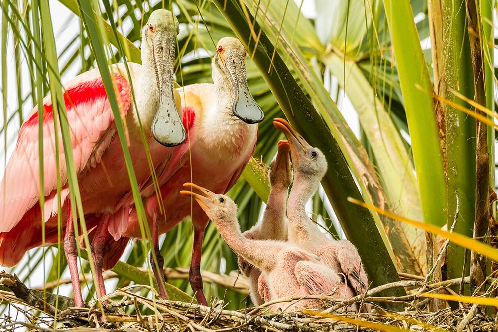 Florida-Anastasia Island-Alligator Farm Roseate spoonbill chick and parents on nest art print by Jaynes Gallery for $57.95 CAD