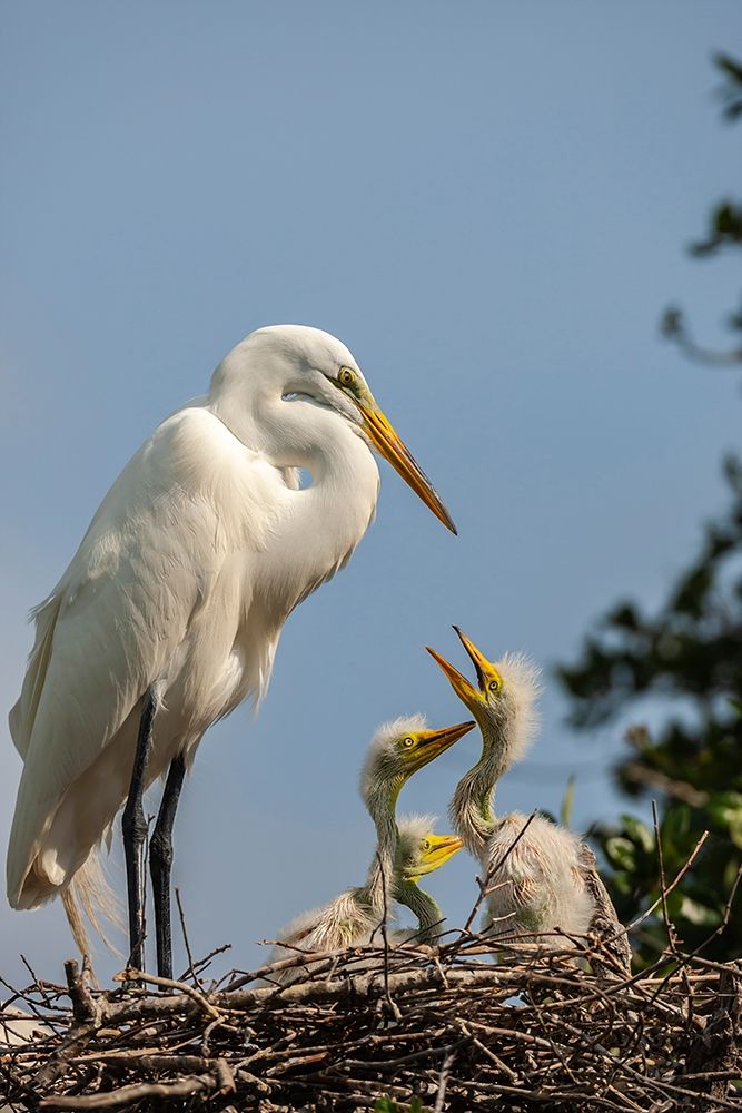 Florida-Anastasia Island Great egret parent feeding chicks on nest art print by Jaynes Gallery for $57.95 CAD