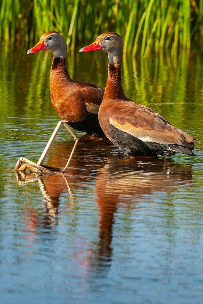 USA-Florida-Wakodahatchee Wetlands Black-bellied whistling duck drakes art print by Jaynes Gallery for $57.95 CAD