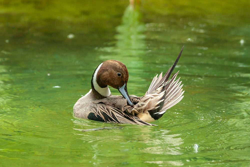 USA-Florida-Anastasia Island Pintail drake duck preening in water art print by Jaynes Gallery for $57.95 CAD