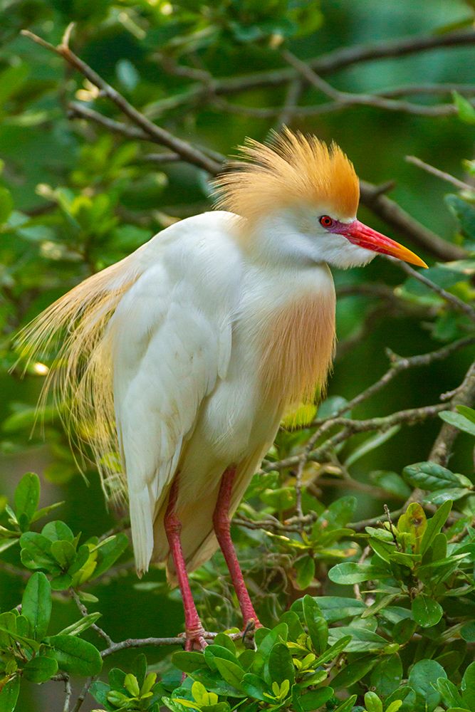 USA-Florida-Anastasia Island Cattle egret in breeding plumage art print by Jaynes Gallery for $57.95 CAD