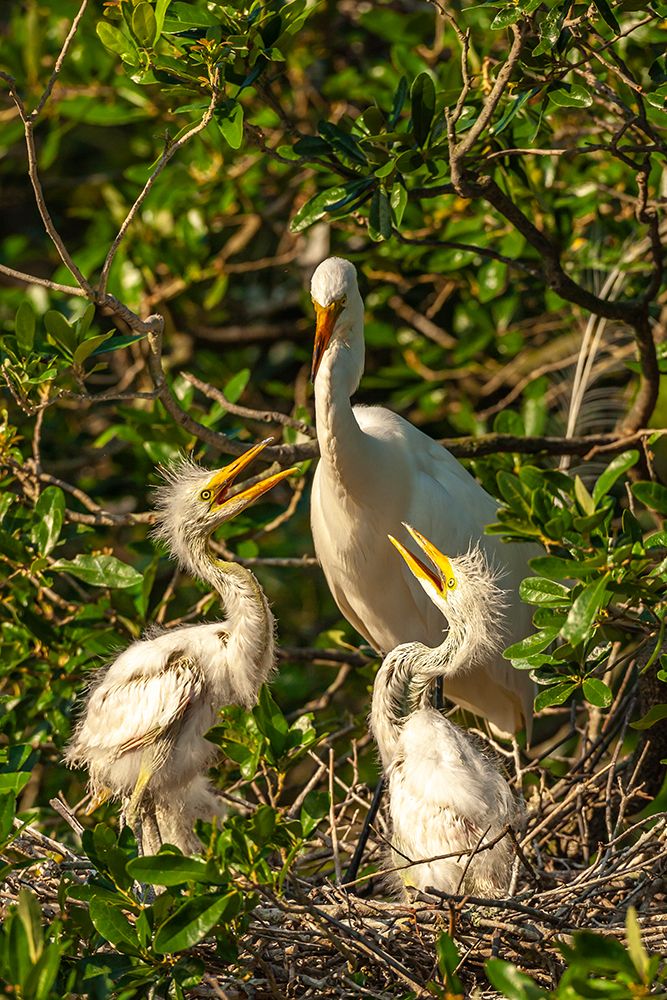 USA-Florida-Anastasia Island Great egret feeding chicks on nest art print by Jaynes Gallery for $57.95 CAD