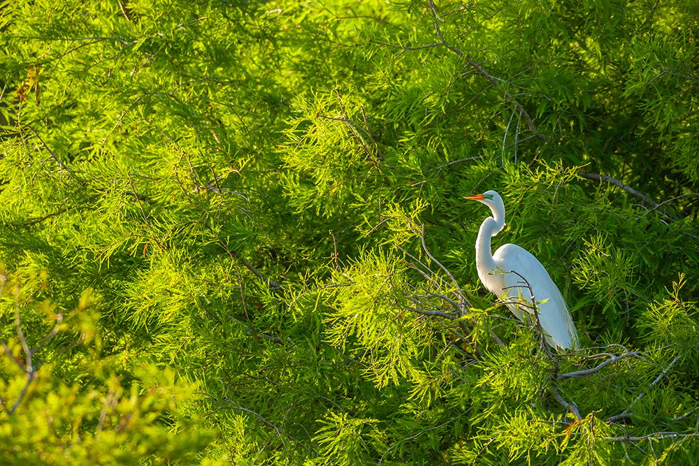 USA-Florida-Anastasia Island Great egret in tree art print by Jaynes Gallery for $57.95 CAD