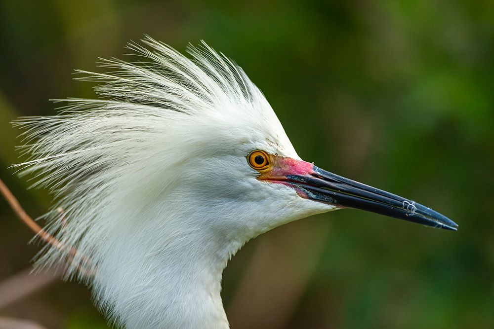 USA-Florida-Anastasia Island Close-up of snowy egret head in breeding plumage art print by Jaynes Gallery for $57.95 CAD