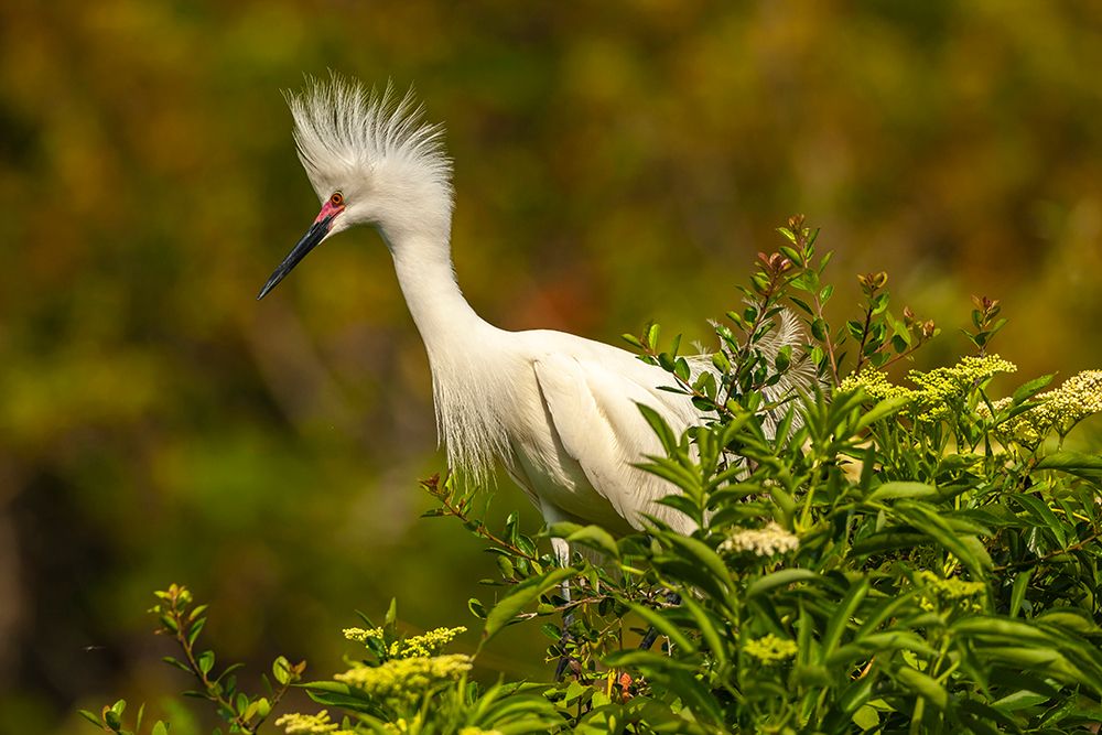 USA-Florida-Anastasia Island snowy egret in breeding plumage art print by Jaynes Gallery for $57.95 CAD