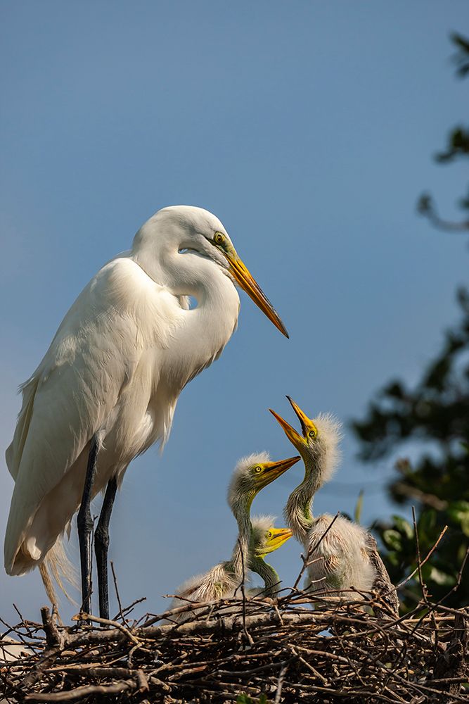 USA-Florida-Anastasia Island Great egret and chicks on nest art print by Jaynes Gallery for $57.95 CAD