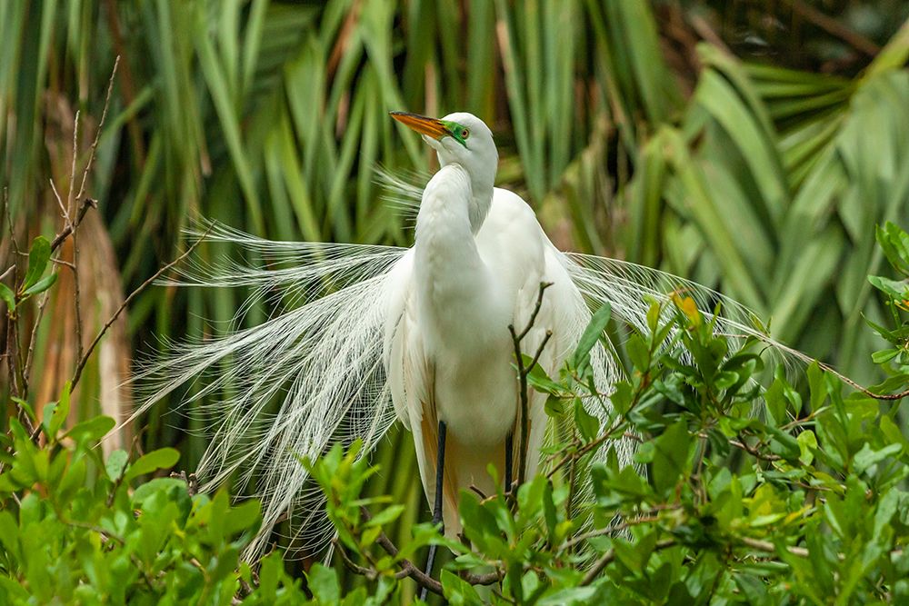 USA-Florida-Anastasia Island Snowy egret in breeding plumage displaying art print by Jaynes Gallery for $57.95 CAD