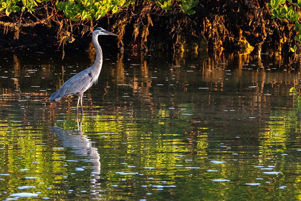 Great Blue Heron in Ding Darling National Wildlife Refuge on Sanibel Island-Florida-USA art print by Chuck Haney for $57.95 CAD