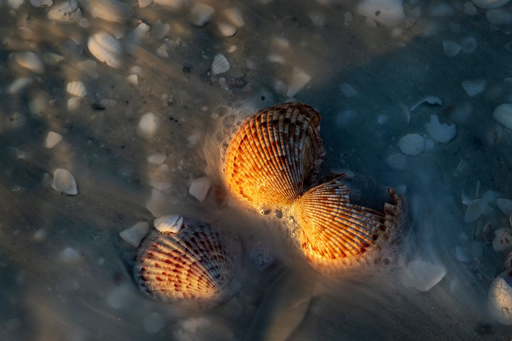Incoming surf and seashells on Sanibel Island-Florida-USA art print by Chuck Haney for $57.95 CAD