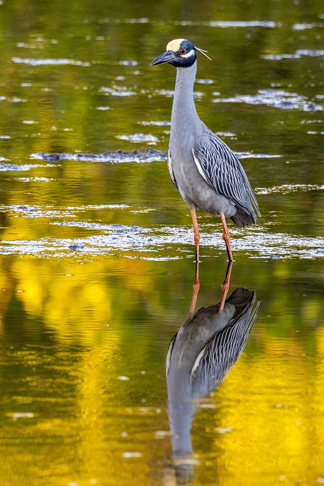 Yellow crowned night heron in Ding Darling National Wildlife Refuge on Sanibel Island-Florida-USA art print by Chuck Haney for $57.95 CAD