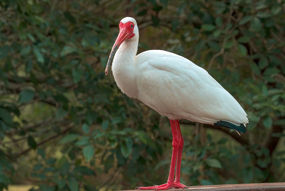 Ibis. art print by George and Marilu Theodore for $57.95 CAD