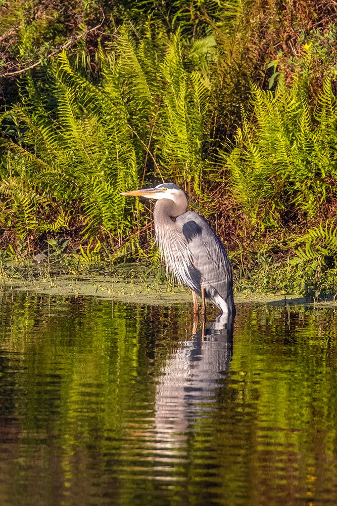 USA-Florida-Celebration-A grey heron enjoying the morning sun art print by Hollice Looney for $57.95 CAD