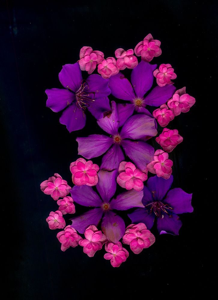 USA-Florida-Celebration-A bouquet of flowers art print by Hollice Looney for $57.95 CAD