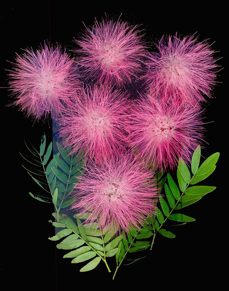 USA-Florida-Celebration-A bouquet of pink powderpuff flowers art print by Hollice Looney for $57.95 CAD