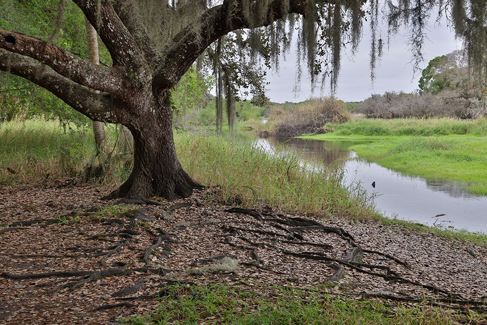 USA-Florida-Sarasota-Myakka River State Park art print by Hollice Looney for $57.95 CAD