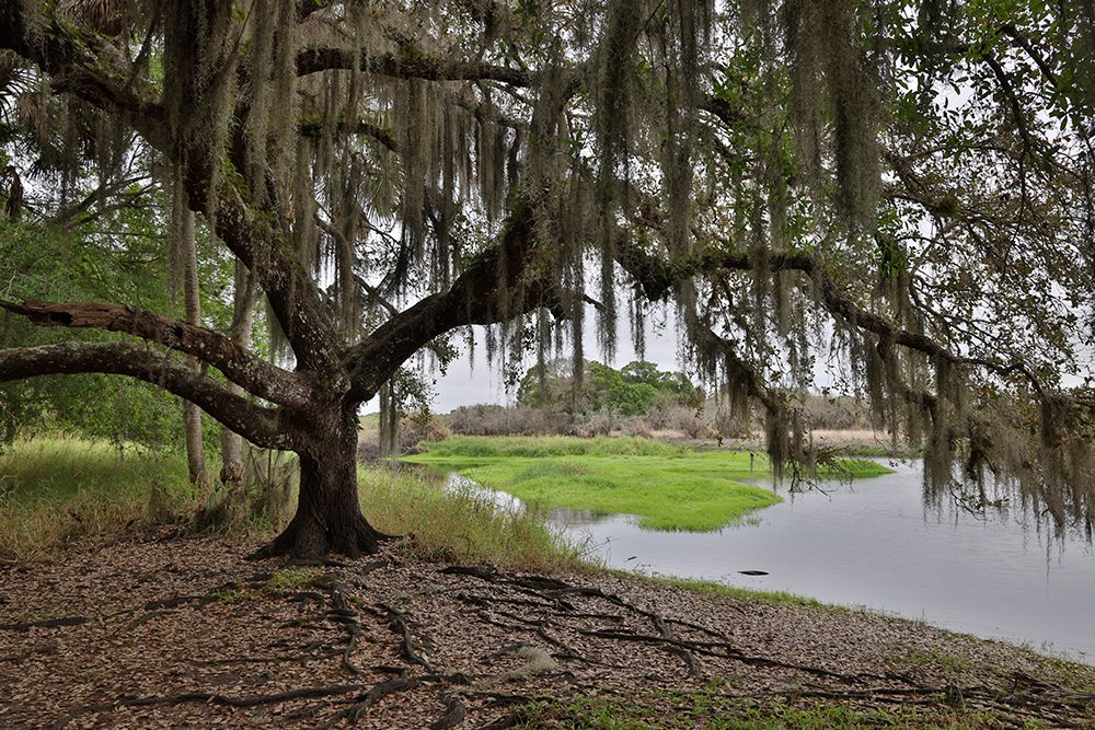 USA-Florida-Sarasota-Myakka River State Park art print by Hollice Looney for $57.95 CAD