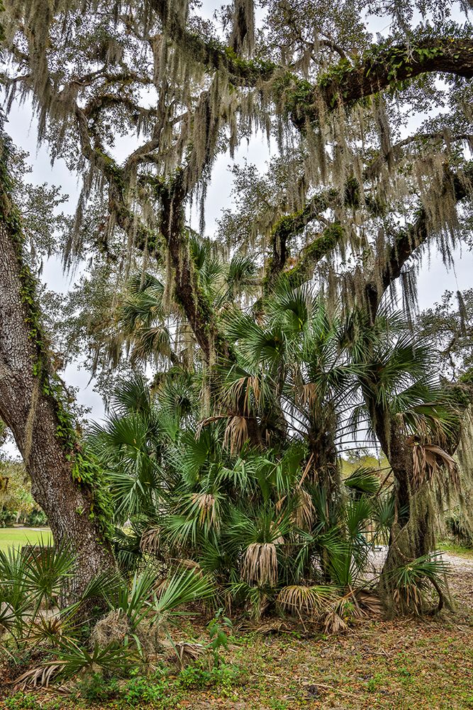 USA-Florida-Sarasota-Myakka River State Park art print by Hollice Looney for $57.95 CAD