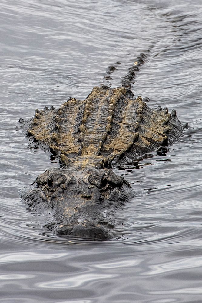 USA-Florida-Sarasota-An Alligator at Myakka River State Park art print by Hollice Looney for $57.95 CAD