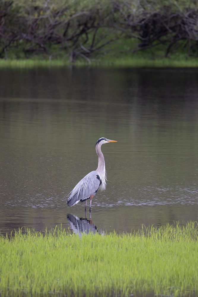USA-Florida-Sarasota-A grey heron at Myakka River State Park art print by Hollice Looney for $57.95 CAD