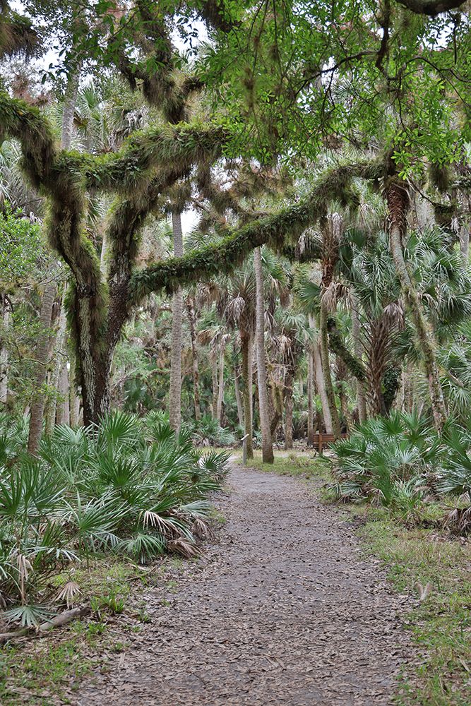 USA-Florida-Sarasota-Myakka River State Park art print by Hollice Looney for $57.95 CAD