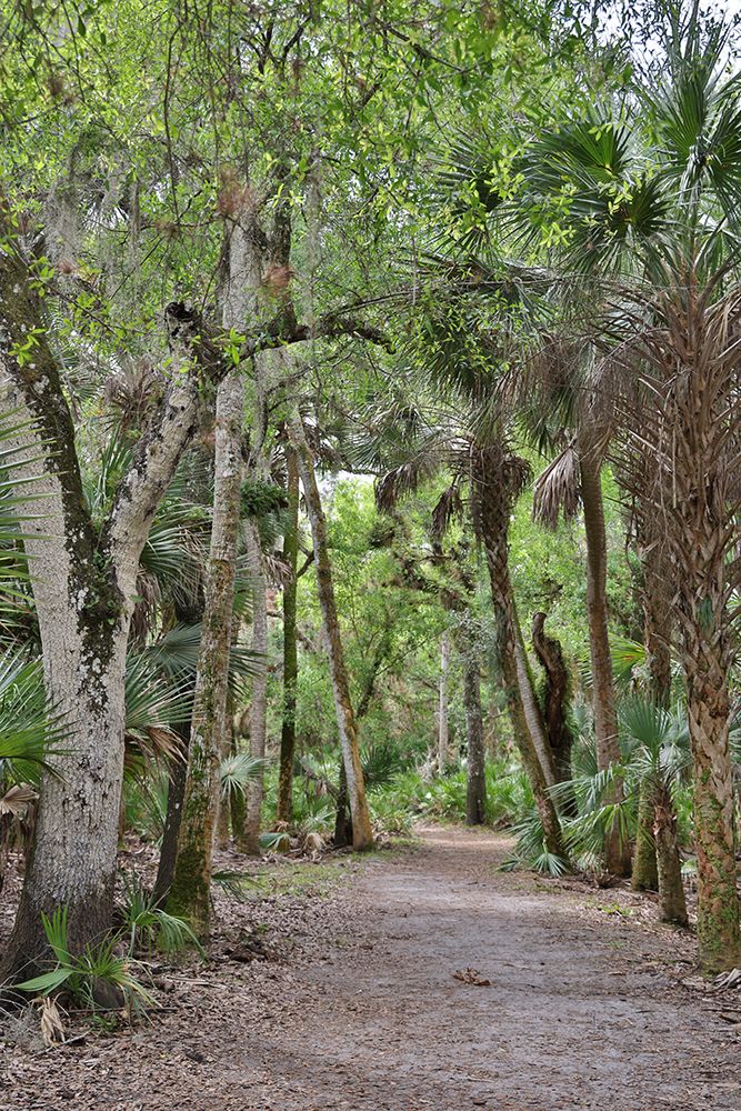 USA-Florida-Sarasota-Myakka River State Park art print by Hollice Looney for $57.95 CAD