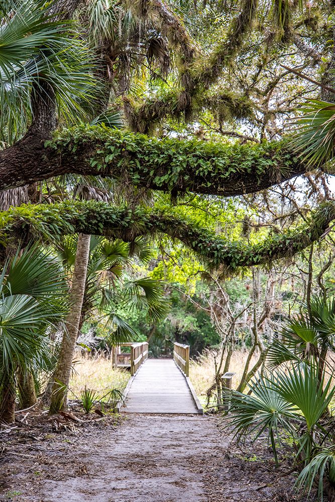 USA-Florida-Sarasota-Myakka River State Park art print by Hollice Looney for $57.95 CAD