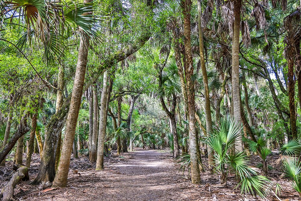 USA-Florida-Sarasota-Myakka River State Park art print by Hollice Looney for $57.95 CAD