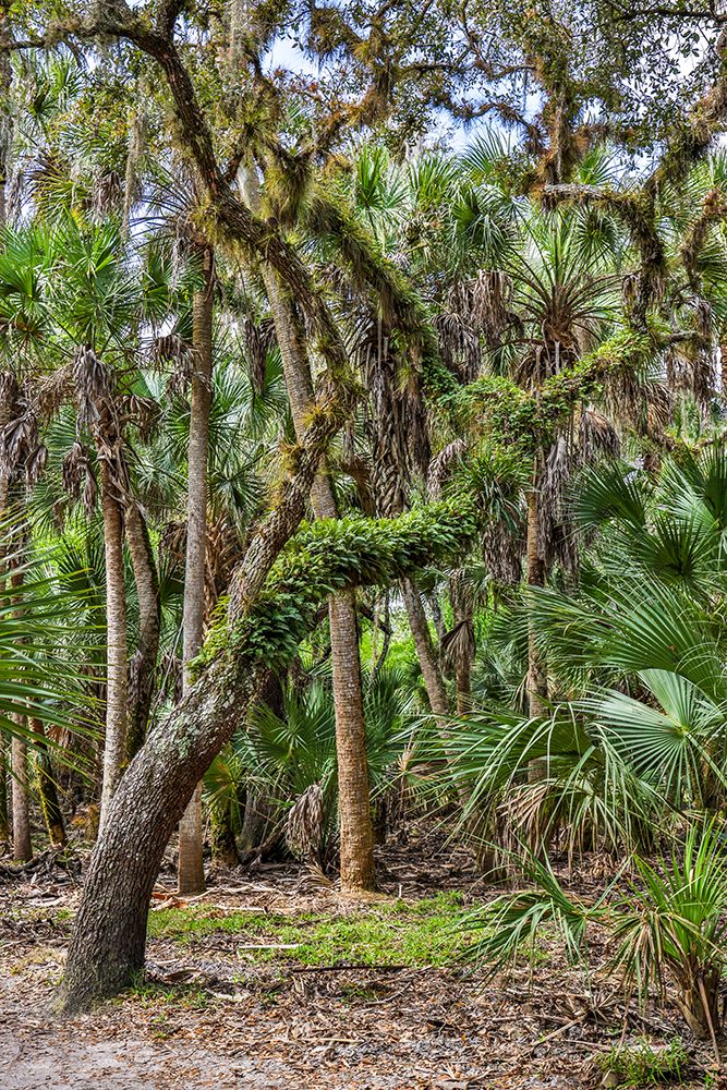 USA-Florida-Sarasota-Myakka River State Park art print by Hollice Looney for $57.95 CAD
