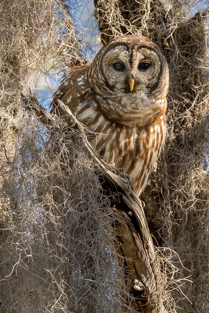 Barred owl- aka hoot owl in tree- Florida- USA art print by Joe and Maryann McDonald for $57.95 CAD
