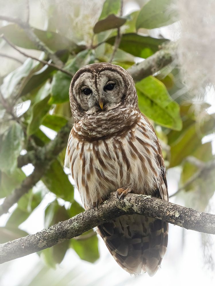 Barred owl- aka hoot owl in tree- Florida- USA art print by Joe and Maryann McDonald for $57.95 CAD