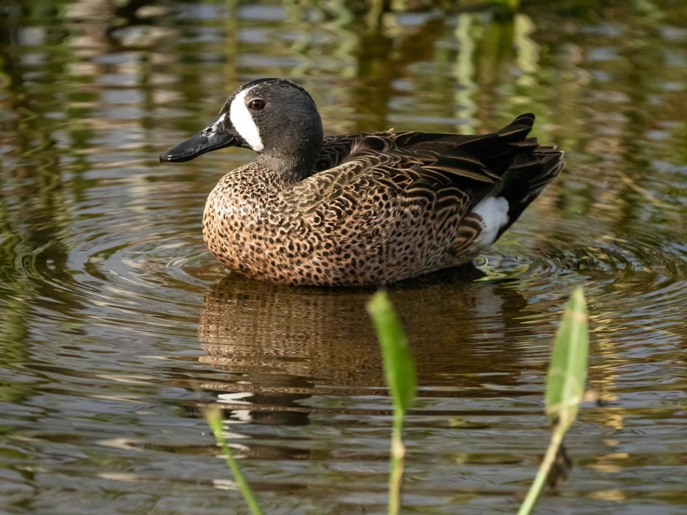 Blue-winged teal- Florida- USA art print by Joe and Maryann McDonald for $57.95 CAD