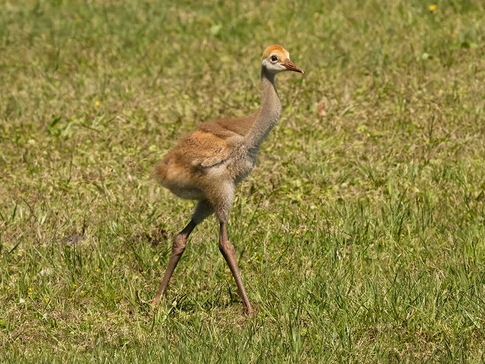 Florida sandhill crane colt- Florida- USA art print by Joe and Maryann McDonald for $57.95 CAD