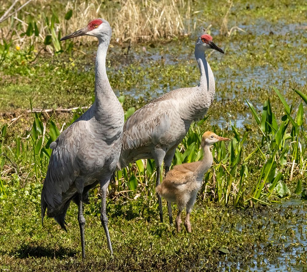 Florida sandhill crane adult with colt- Florida- USA art print by Joe and Maryann McDonald for $57.95 CAD